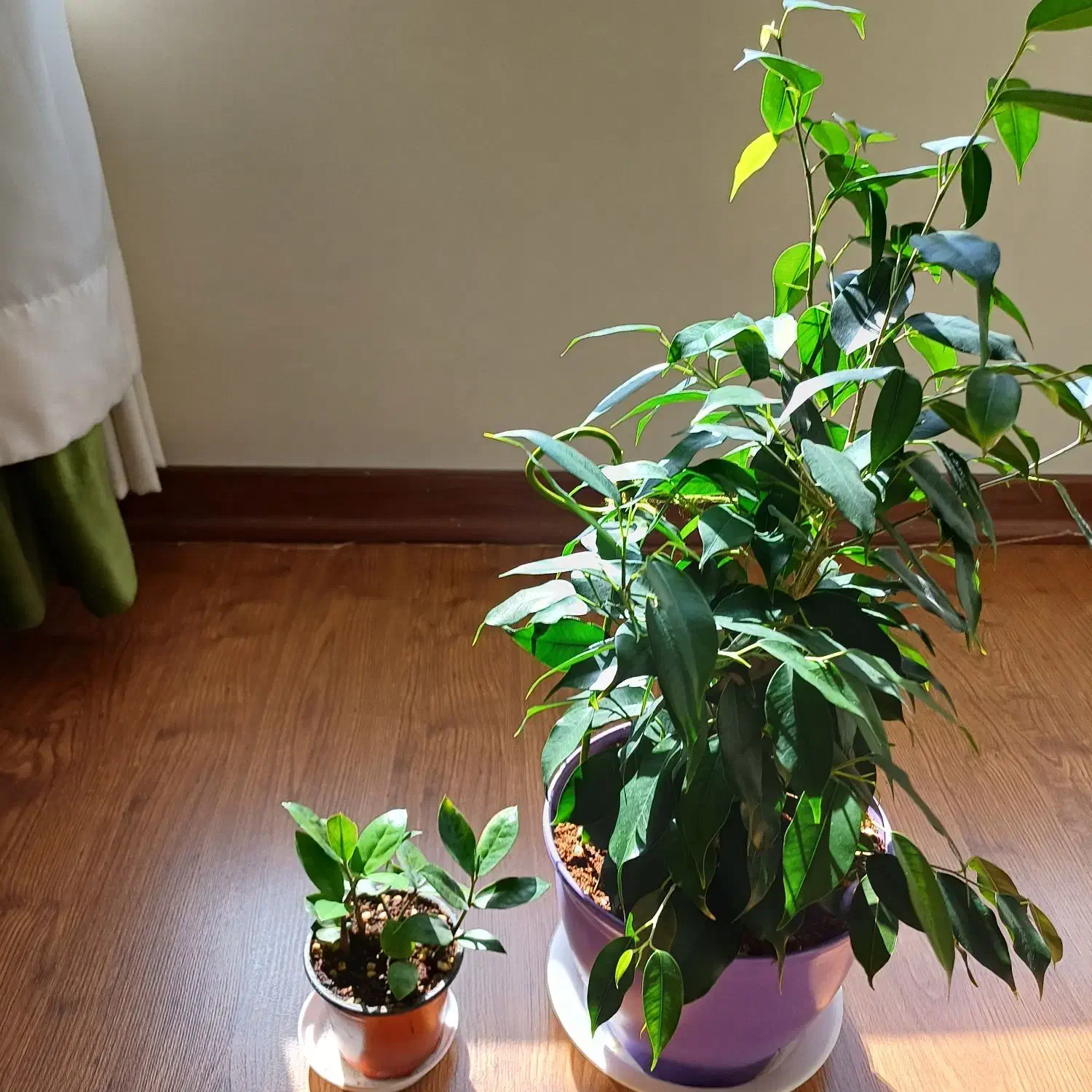 یک عدد بنجامین و یک عدد نهال زاموفیلیا|گل و گیاه طبیعی|تهران, کوی بیمه|دیوار