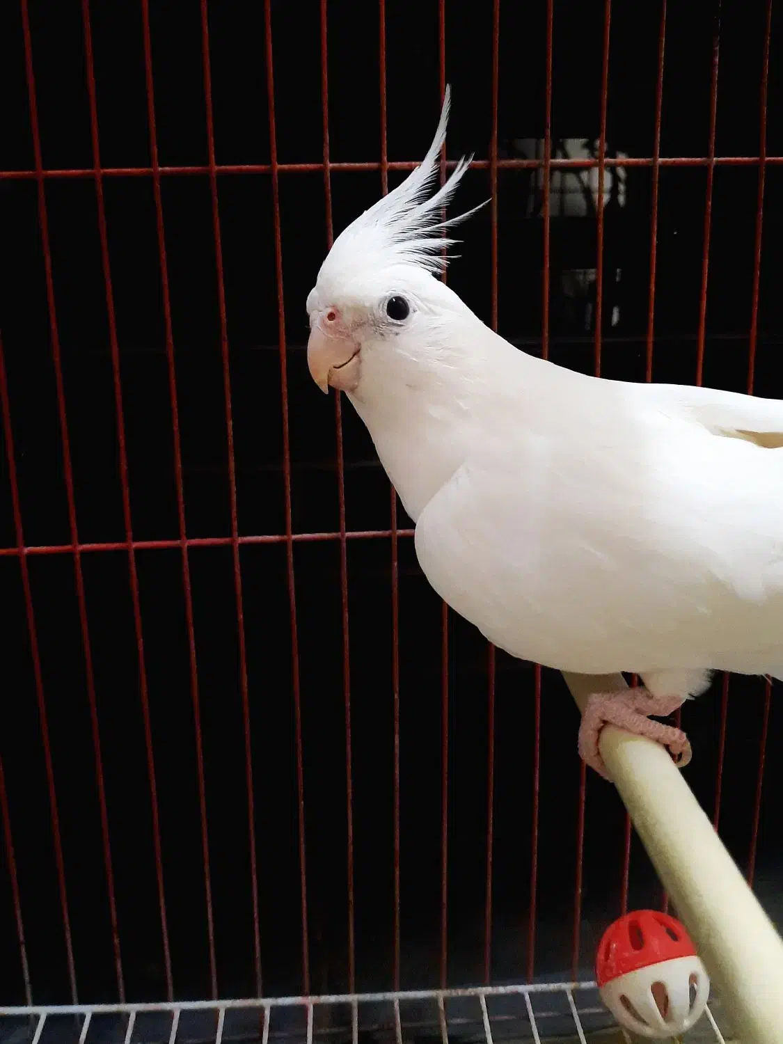 عروس هلندی|پرنده|شوط, |دیوار