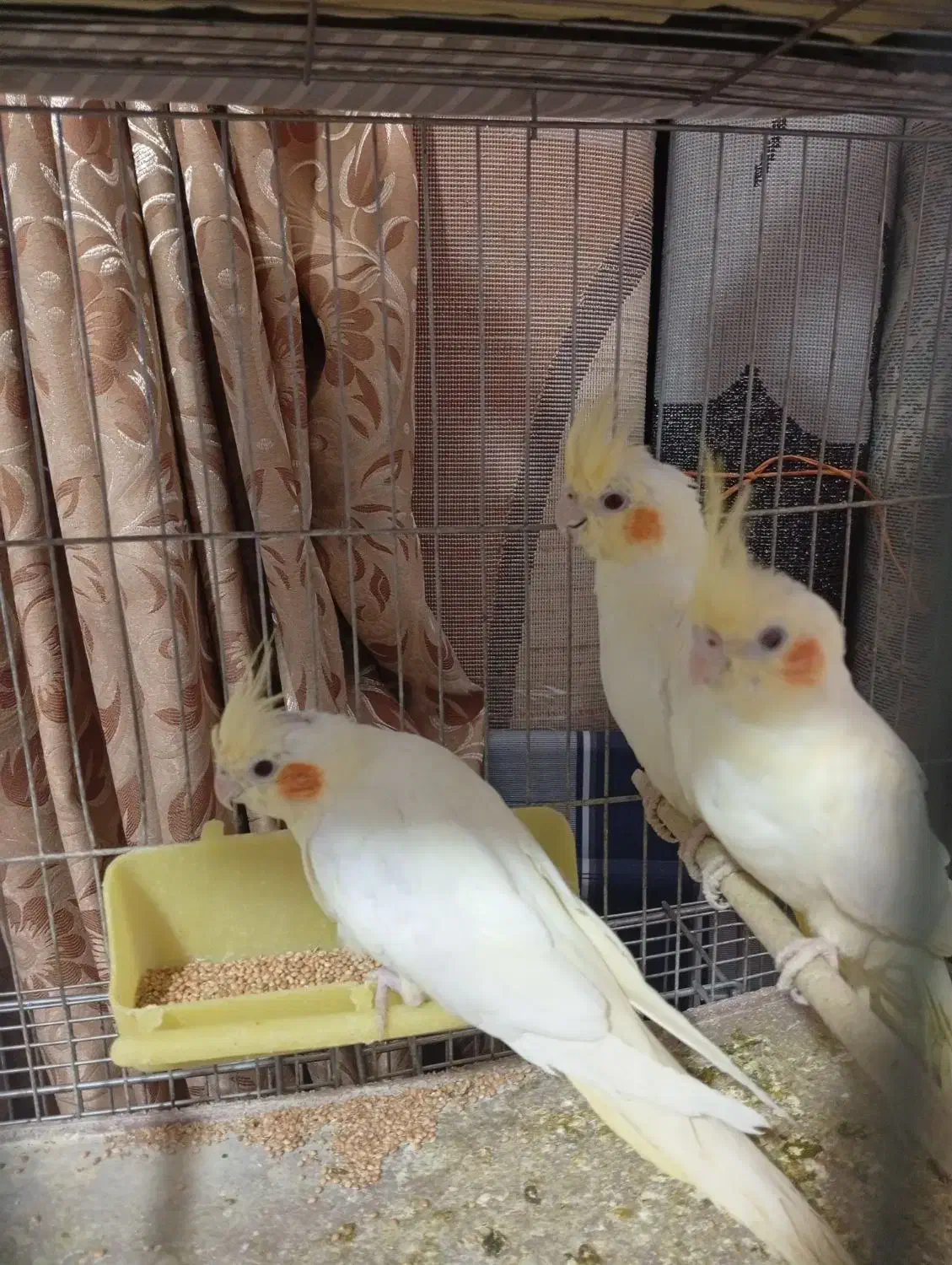 عروس هلندی|پرنده|اصفهان, کشاورزی|دیوار