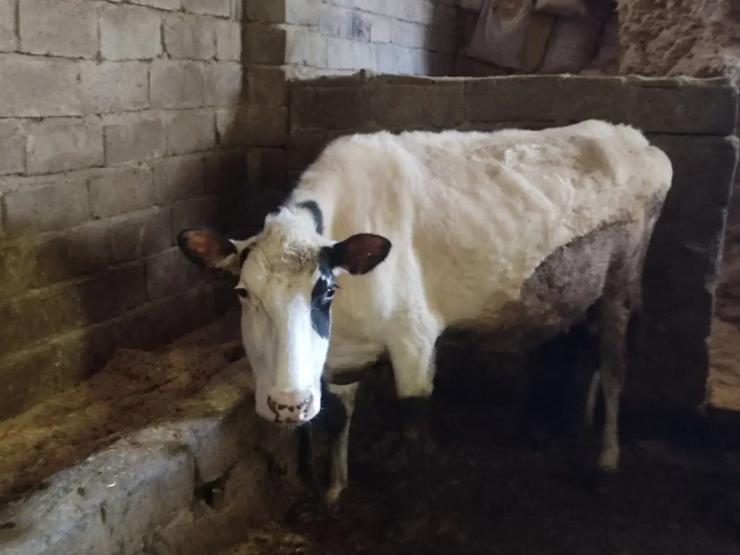 گاو آبستن و گوساله|حیوانات مزرعه|بیستون, |دیوار