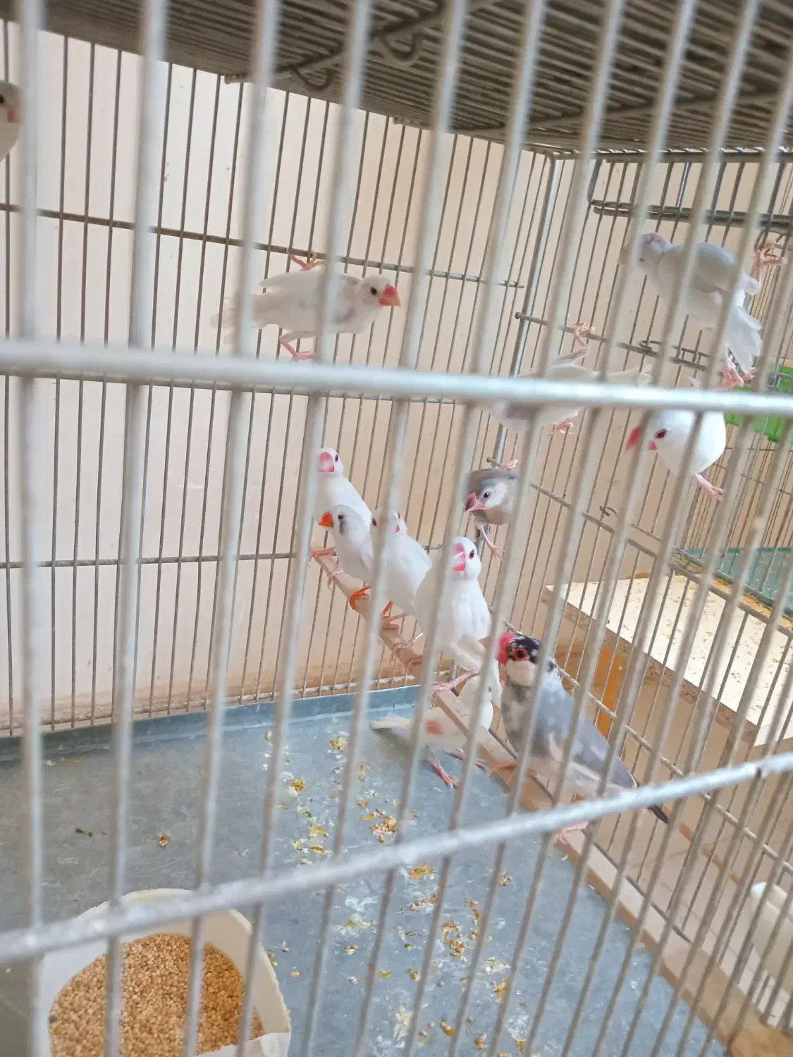 فنچ نرگسی|پرنده|کرج, کیانمهر|دیوار