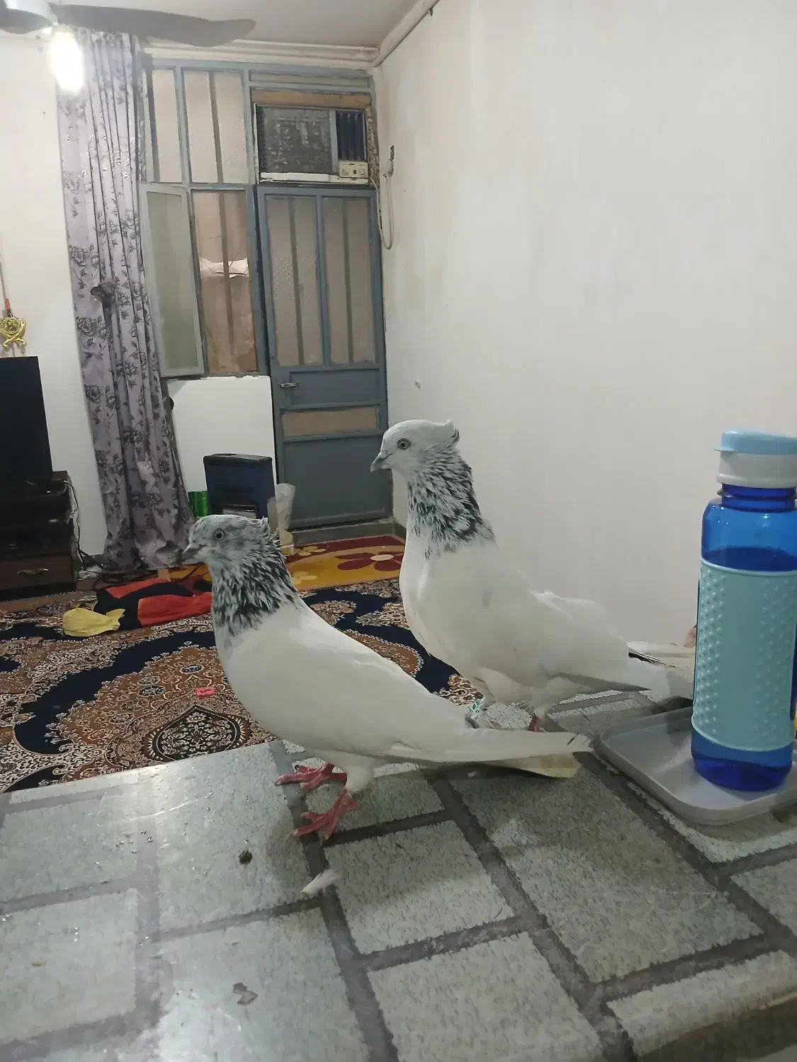 کبوتر شیخ ابری|پرنده|بندر امام خمینی, |دیوار