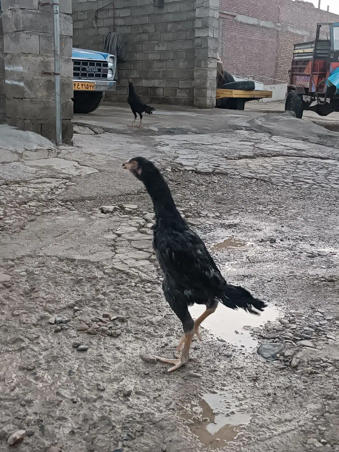 لاری جوجه خروس|حیوانات مزرعه|بوکان, |دیوار