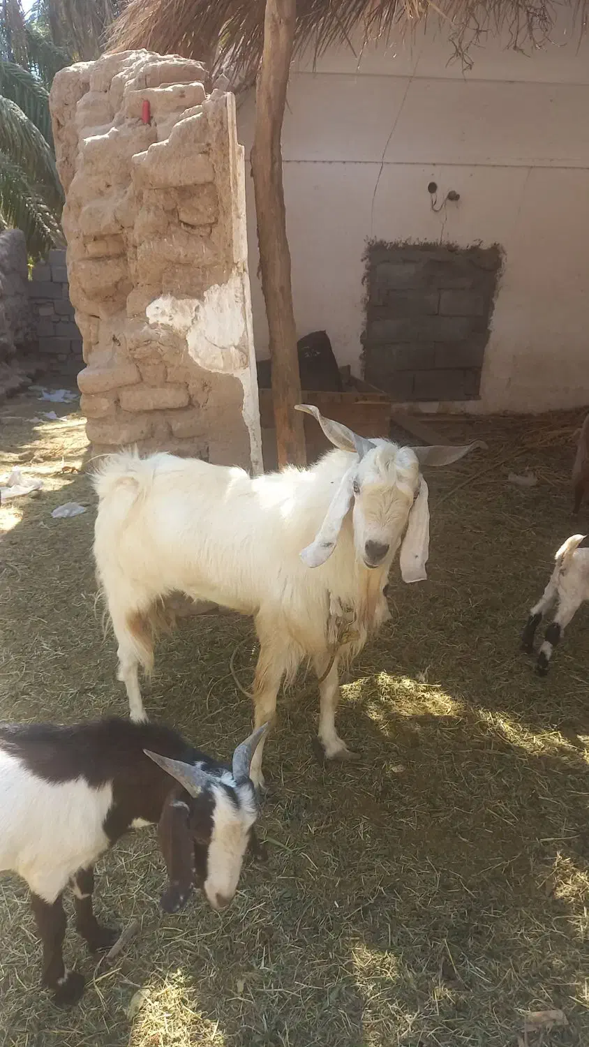 یک عدد نری پاه وندی چاق|حیوانات مزرعه|نرماشیر, |دیوار