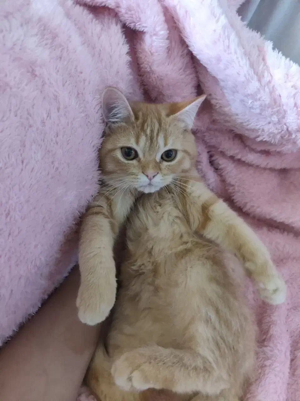 اسکاتیش|گربه|مشهد, سرافرازان|دیوار