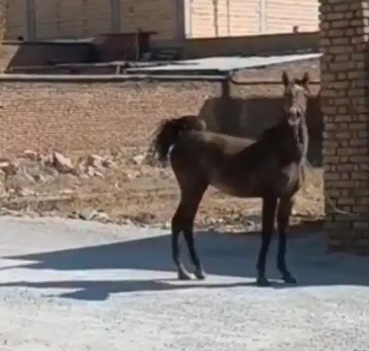 کره نریون کرد هجده ماهه|اسب و تجهیزات اسبسواری|فلاورجان, |دیوار