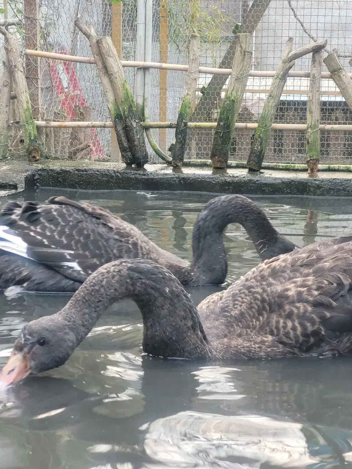 قو مشکی محمودآباد|حیوانات مزرعه|محمودآباد, |دیوار