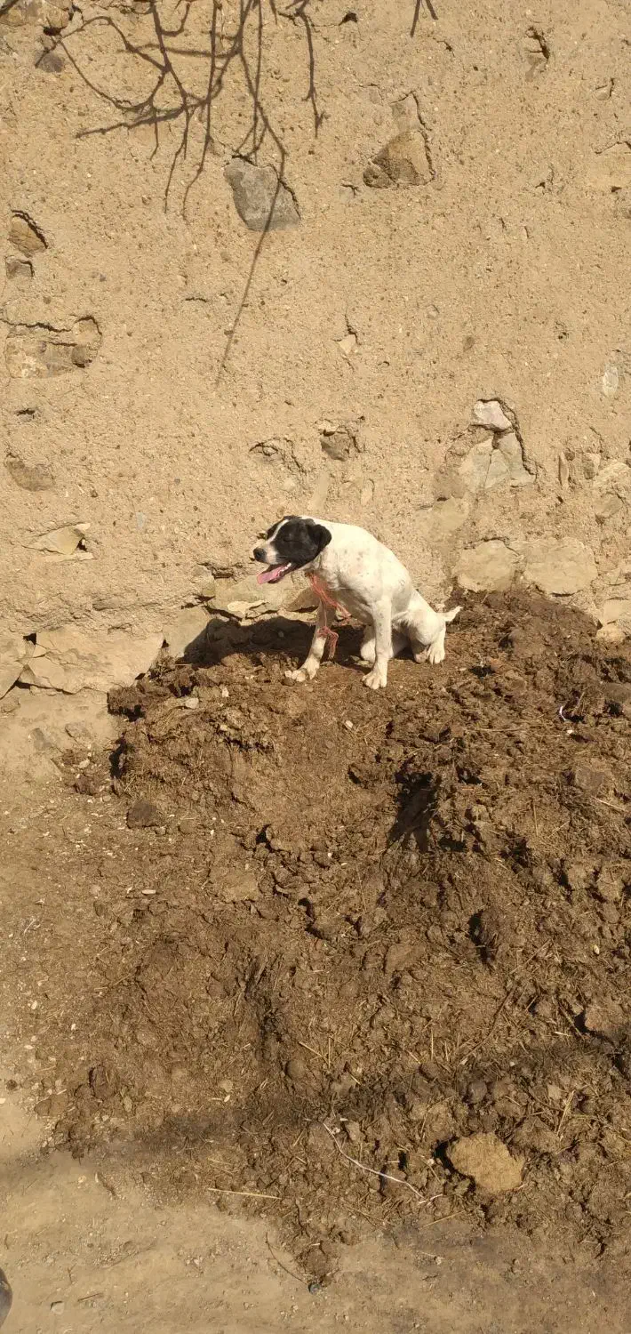 سگ سرابی|سگ|صائین قلعه, |دیوار