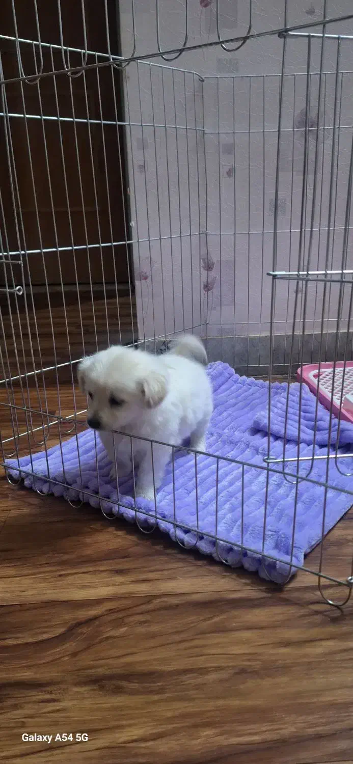 فروش توله پامر|سگ|شاهین‌شهر, شهرک ردانی پور|دیوار