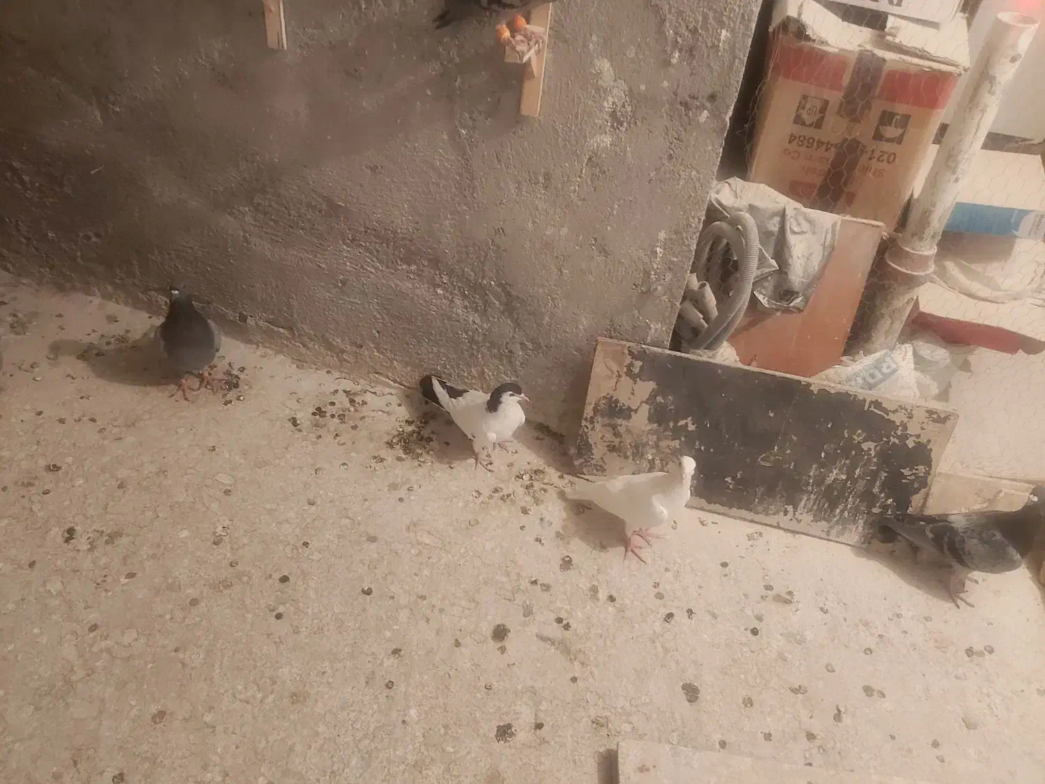 کفتر المانی فروشی پلاک دار و ساده پشت خاکستری|پرنده|طرقبه, |دیوار