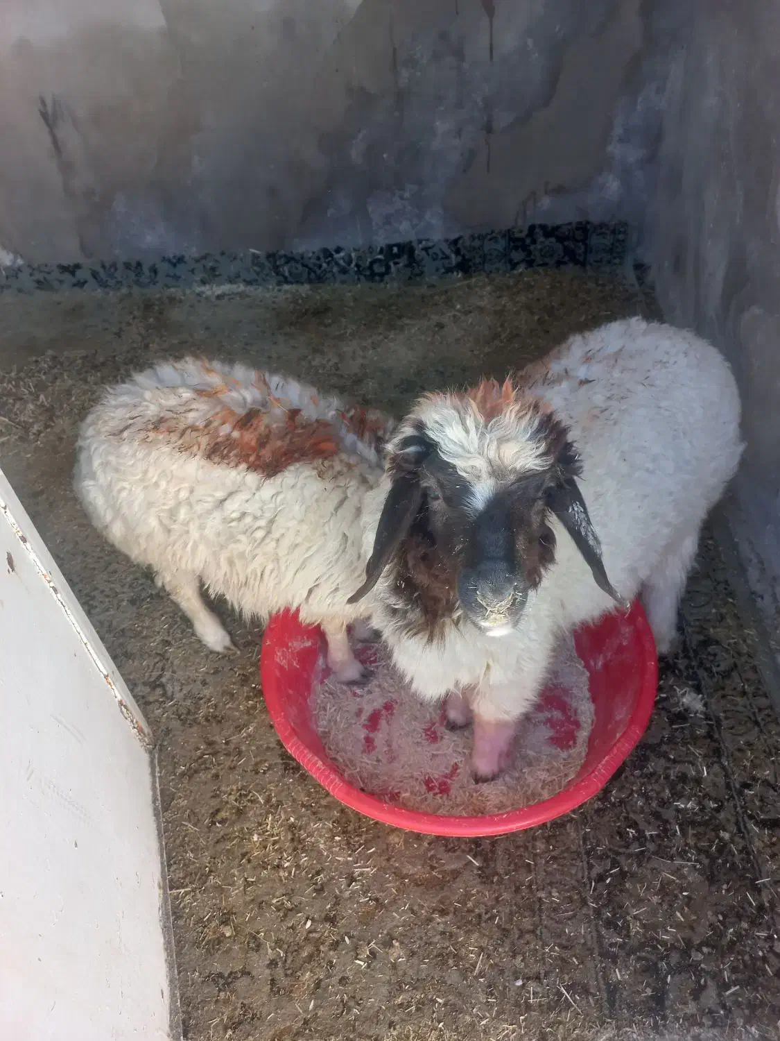 بره نر در ملکشاهی|حیوانات مزرعه|ملکشاهی, |دیوار