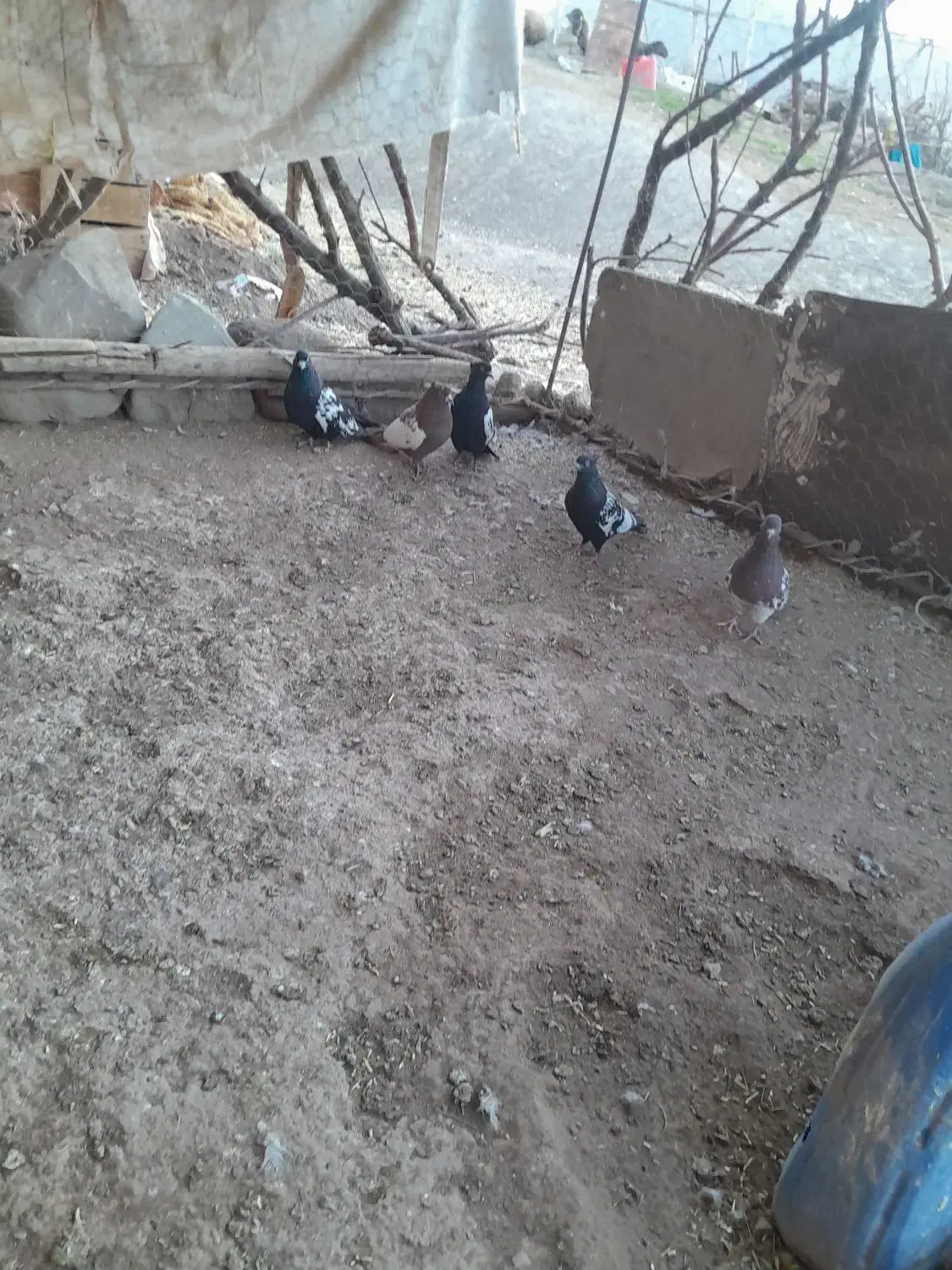 کبوتر|پرنده|تربت‌حیدریه, شهید بهشتی|دیوار