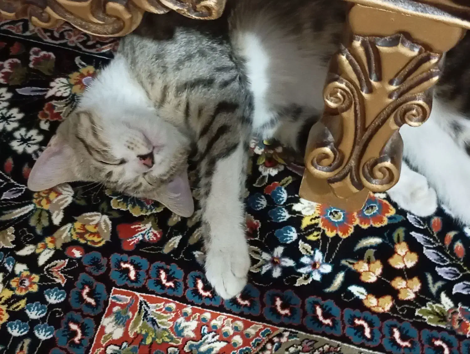 واگذاری بچه گربه|گربه|اراک, |دیوار