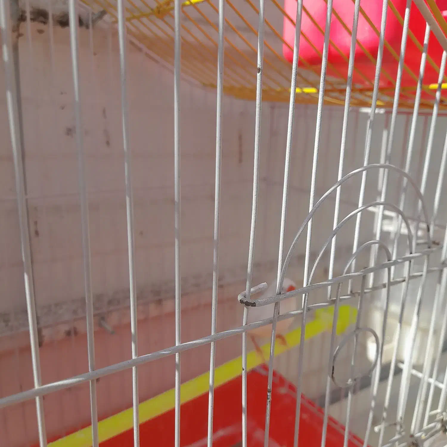 فنچ باقفس|پرنده|کرمان, |دیوار