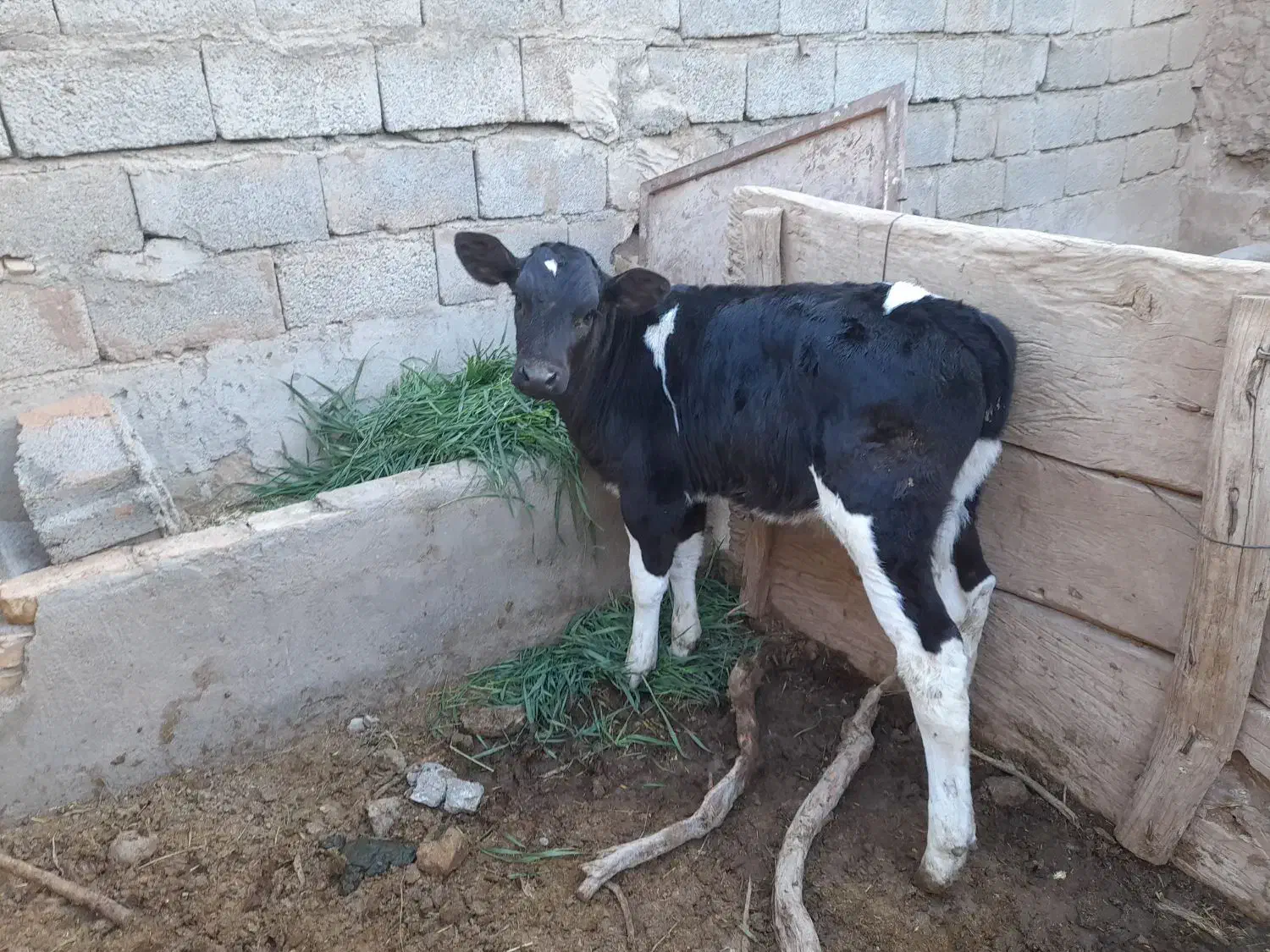 گوساله نره|حیوانات مزرعه|باشتین, |دیوار