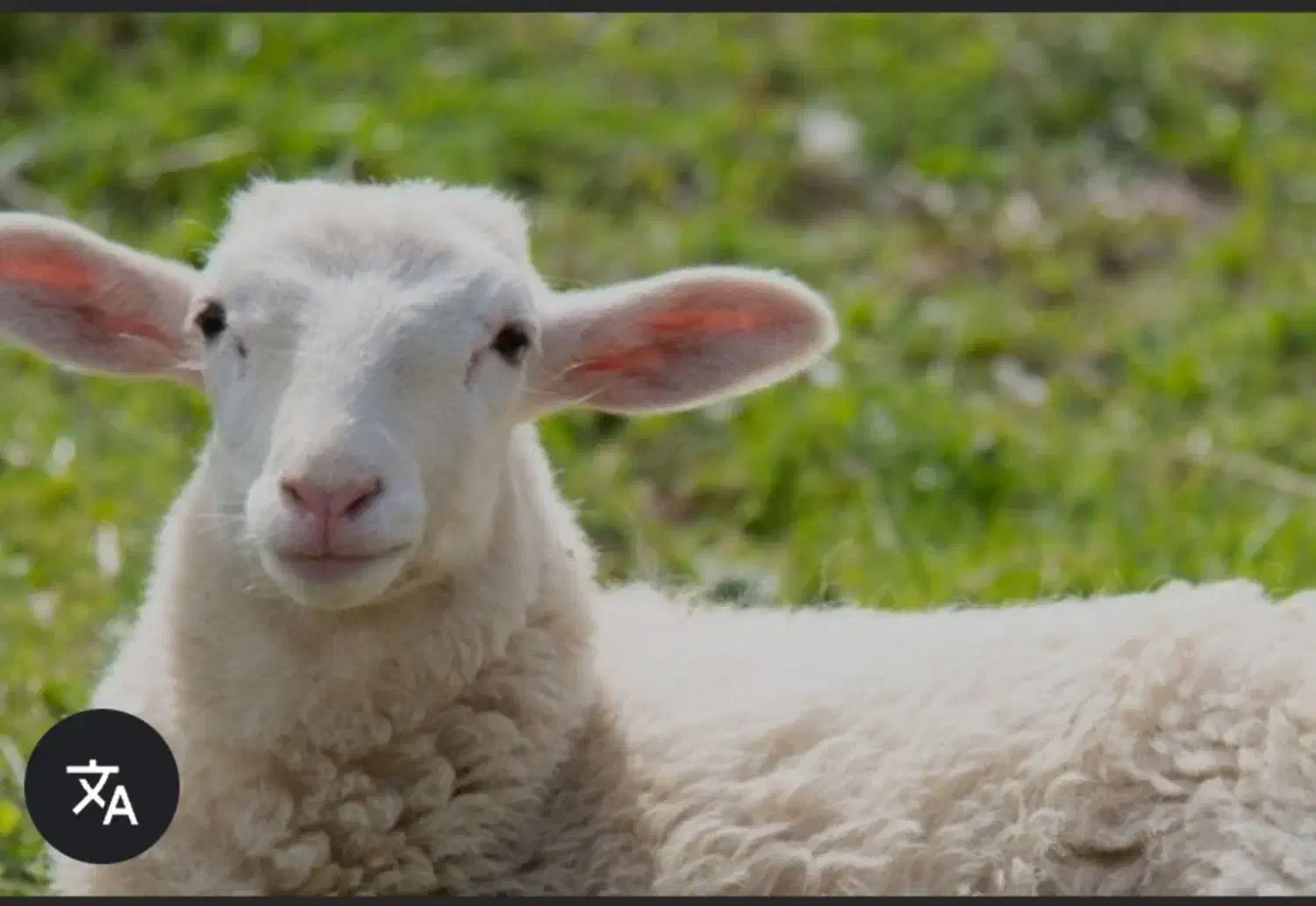 بره نر|حیوانات مزرعه|کویرات, |دیوار