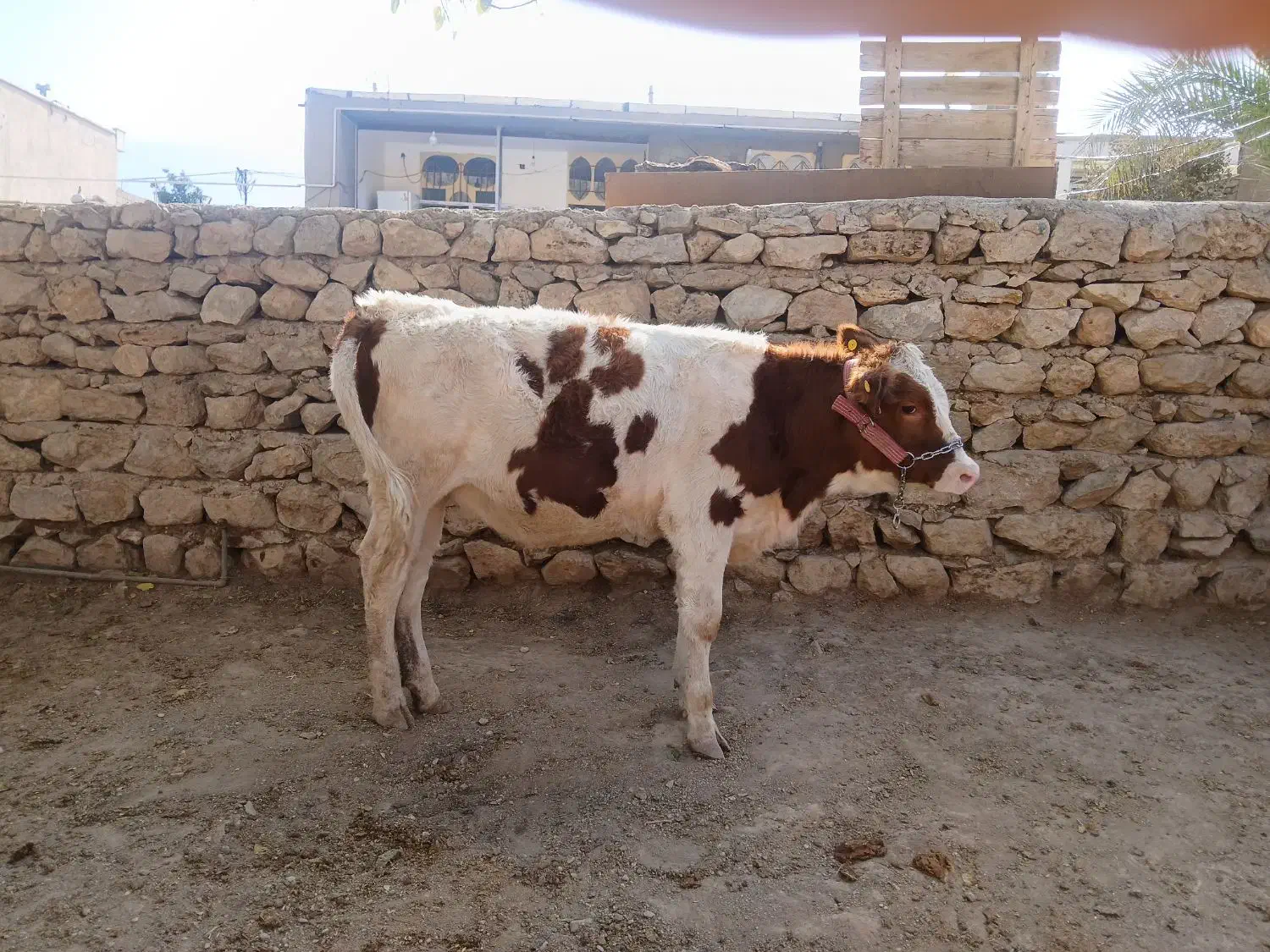 گاو تلیسه|حیوانات مزرعه|هندمینی, |دیوار