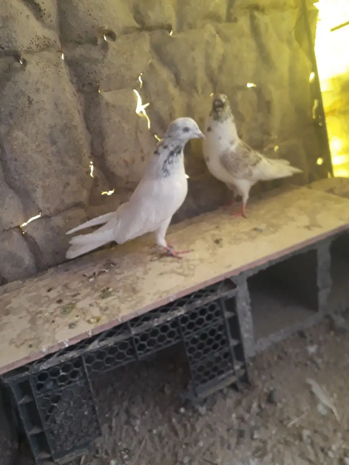 کبوتر|پرنده|کوهرنگ, |دیوار