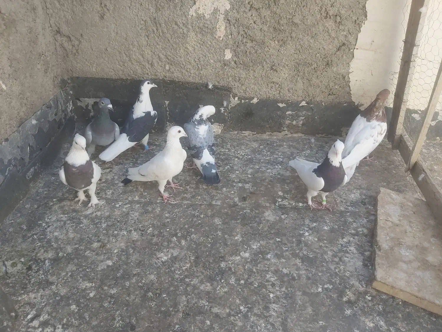 ۷عددکبوترپرشی ۱۴۰۰۰یک میلیون|پرنده|چناران, |دیوار