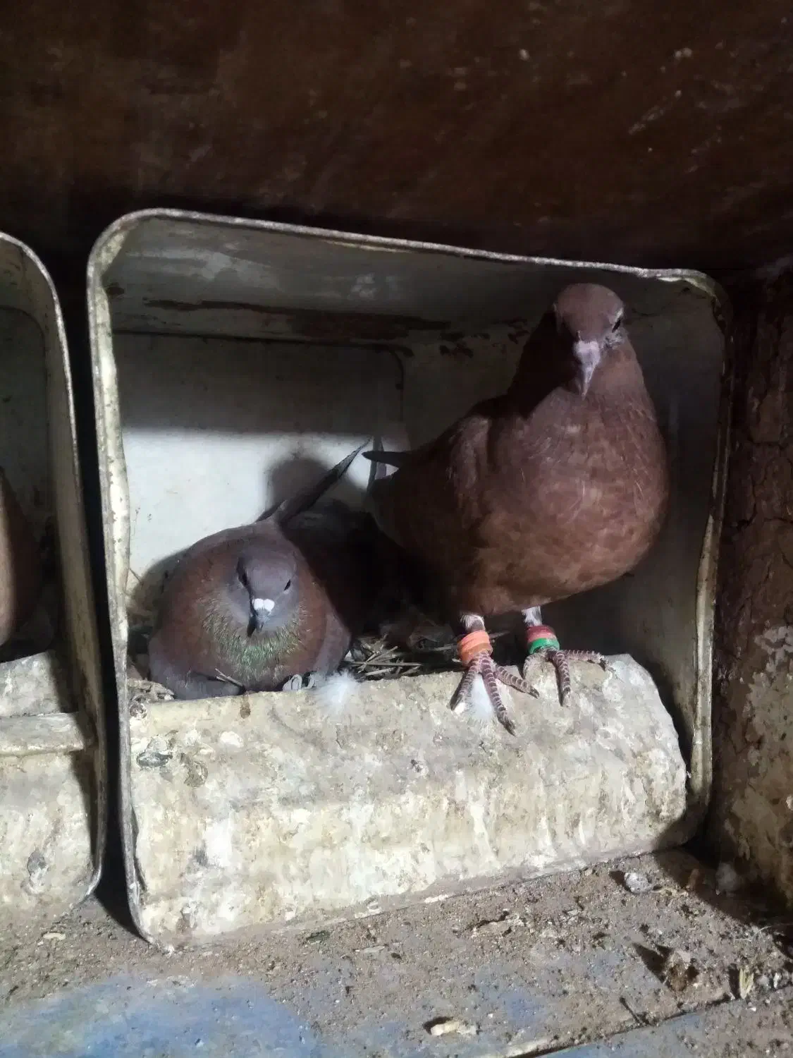 نر وماده زرد دم سفید و سینه سیاه|پرنده|زرند, |دیوار