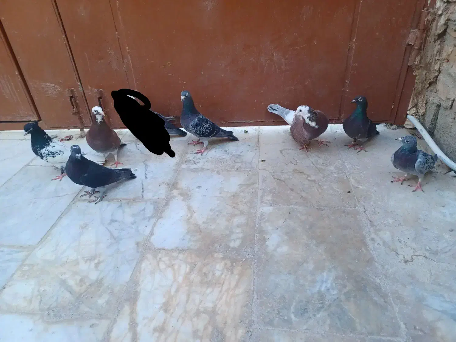 کبوتر|پرنده|سراوان, |دیوار