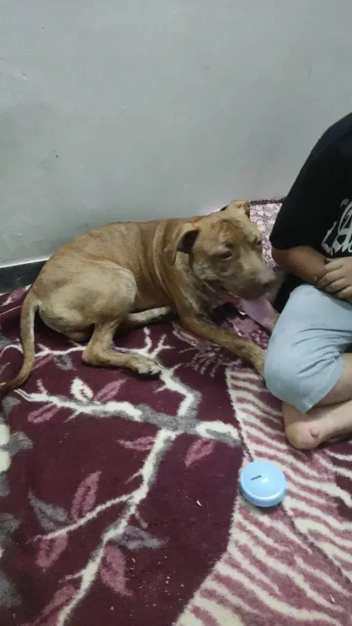 سگ پیت بول نر8ماهه اصیل|سگ|باغستان, |دیوار