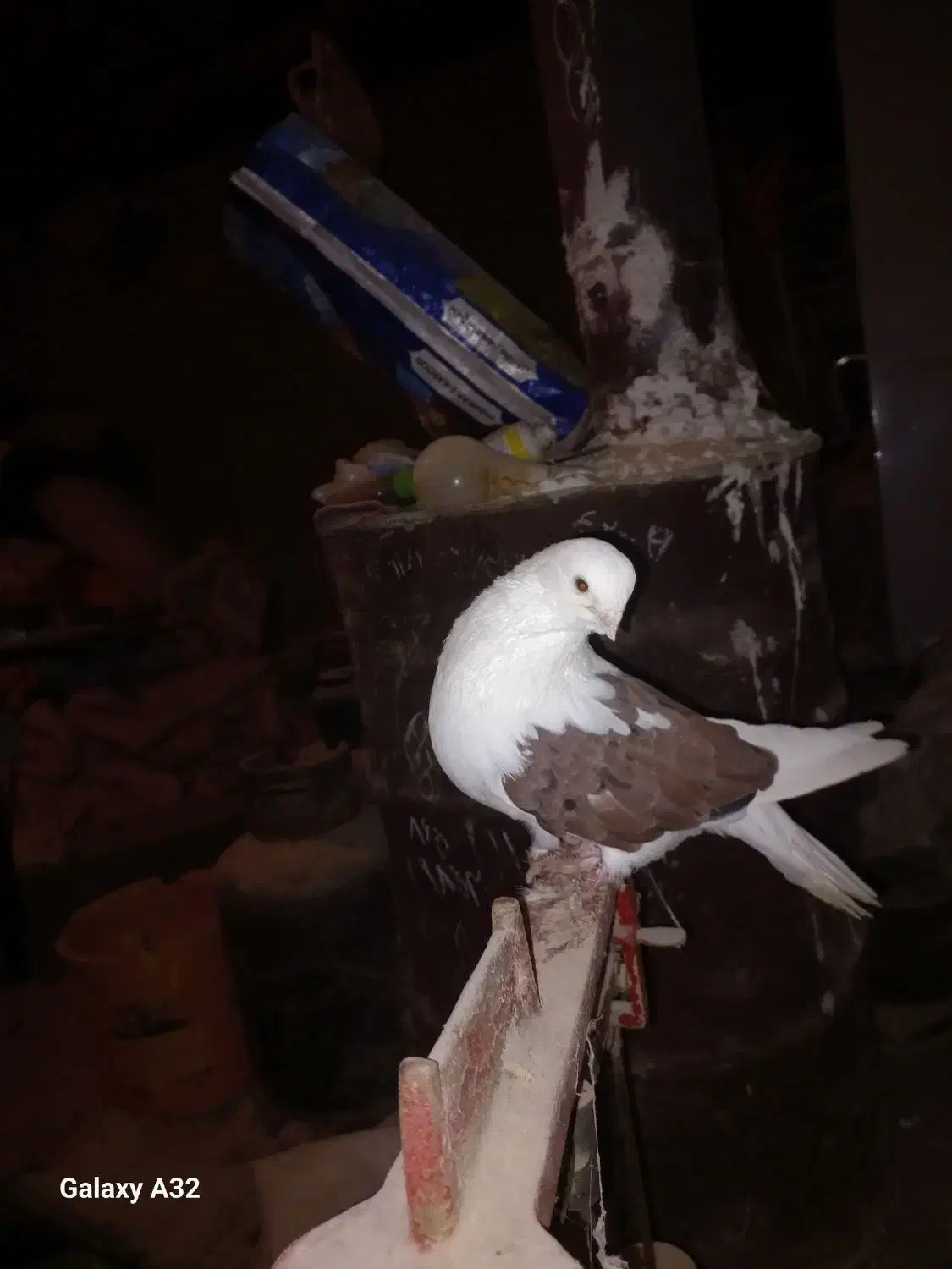 کفتر پشتار.دوکت|پرنده|هریس, |دیوار