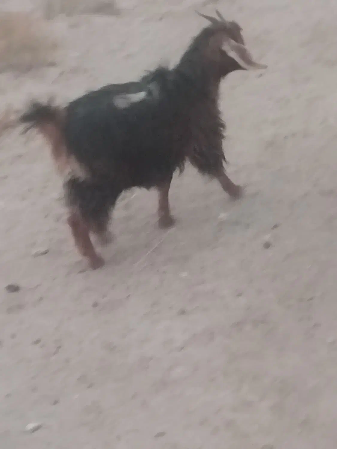 بزغاله چاق چهار نیم|حیوانات مزرعه|تایباد, |دیوار