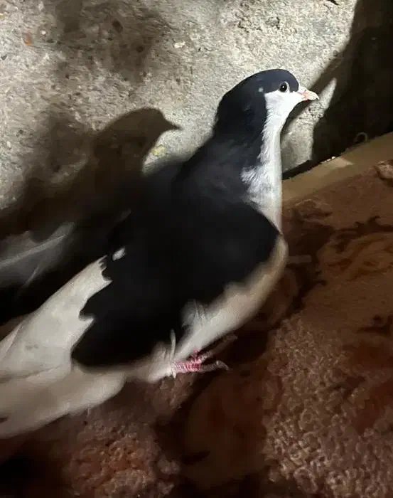 کفتر|پرنده|خاش, |دیوار