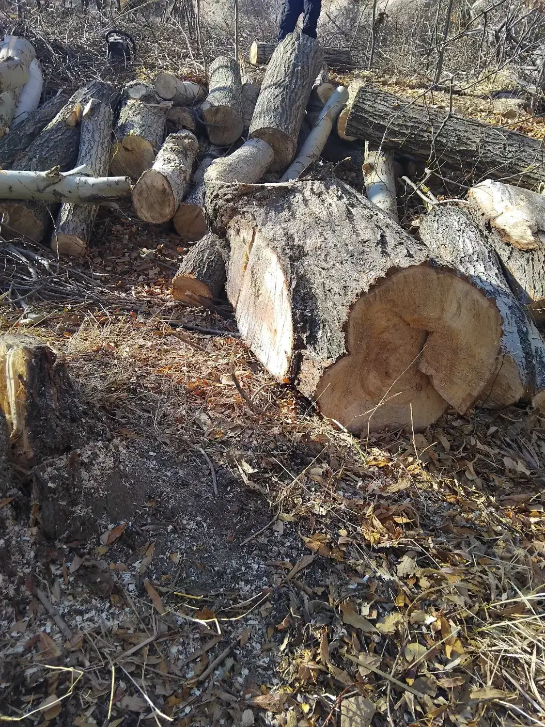 خریدوفروش انواع درخت وچوب با قیمت روز بازار|خدمات باغبانی و درختکاری|تبریز, |دیوار