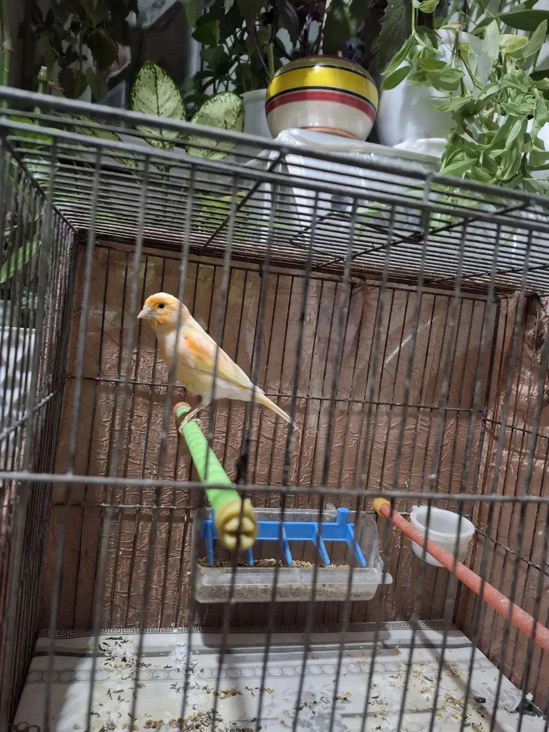 قناری نر و ماده|پرنده|قدس, شهرک فرزان|دیوار