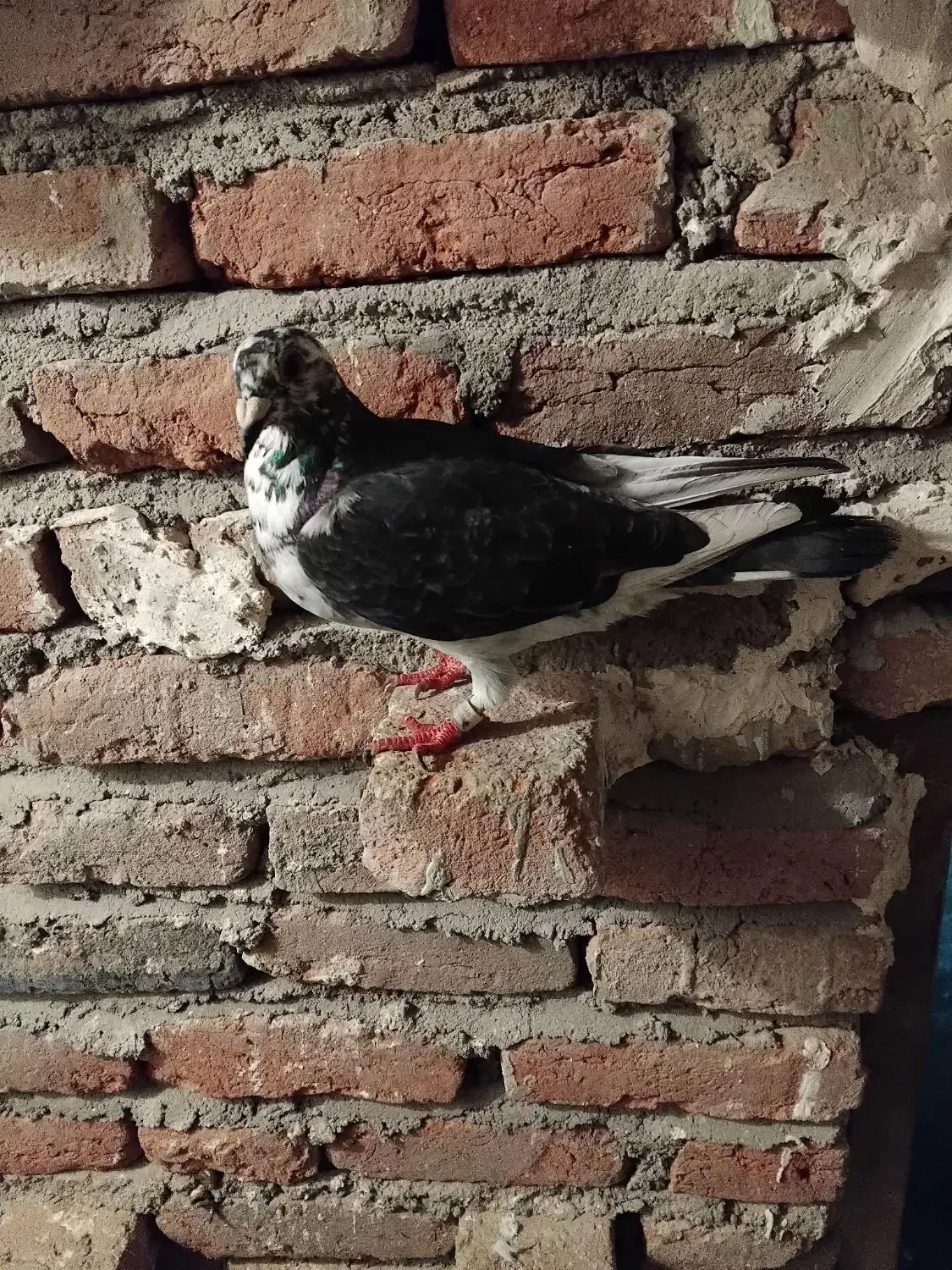 مایل به معاوضه نیستم|پرنده|ایلخچی, |دیوار