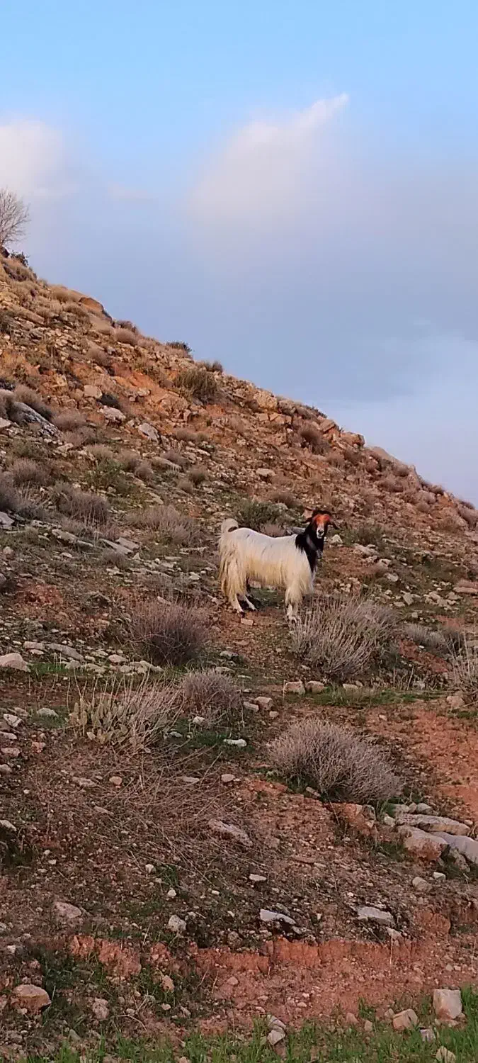 بز ترکی|حیوانات مزرعه|مسجد سلیمان, |دیوار
