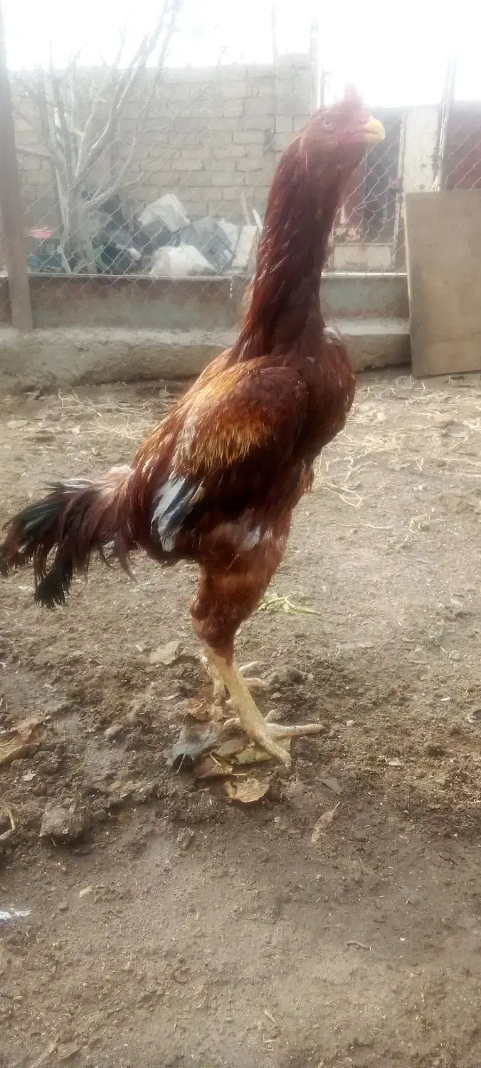 فروش خروس لاری اصیل|حیوانات مزرعه|نقده, |دیوار