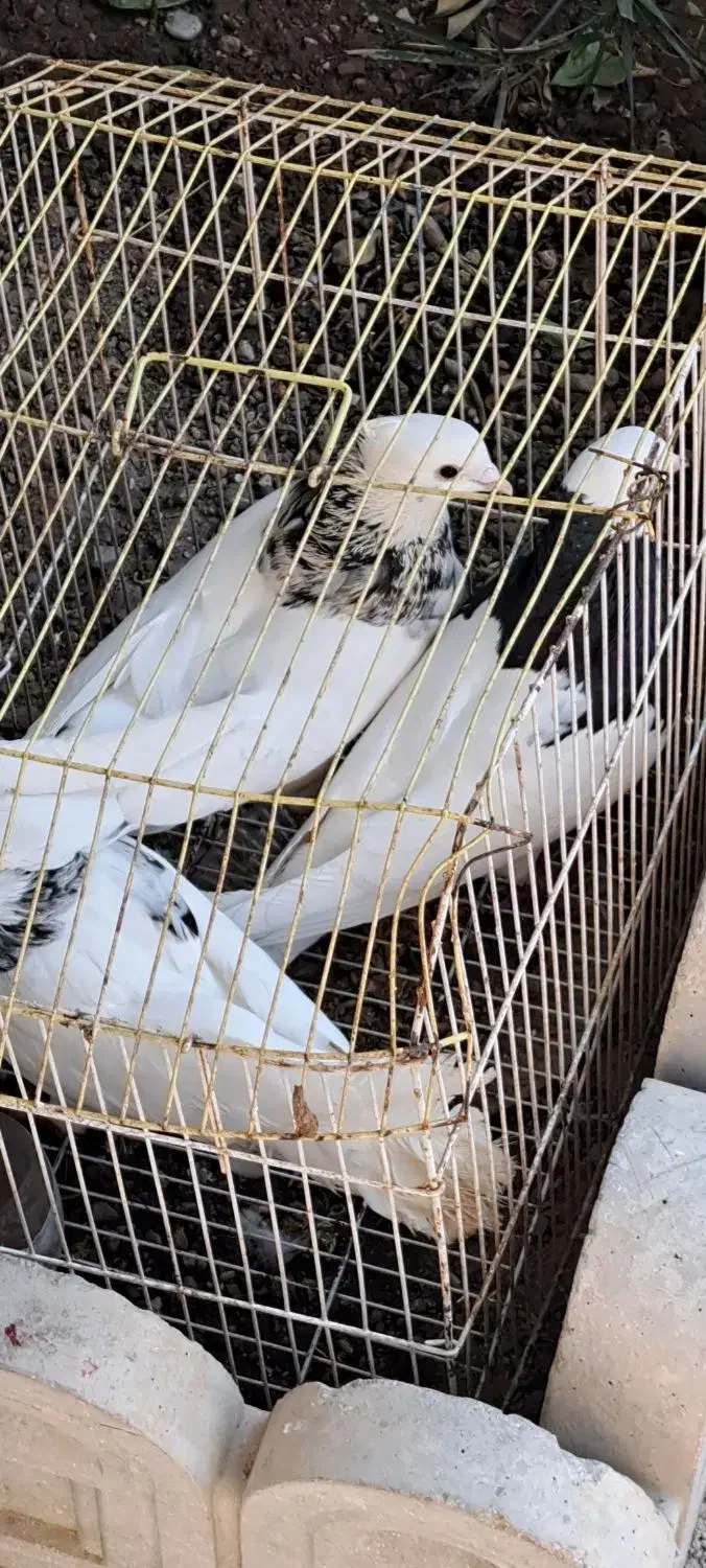 طوقی|پرنده|دهدشت, |دیوار