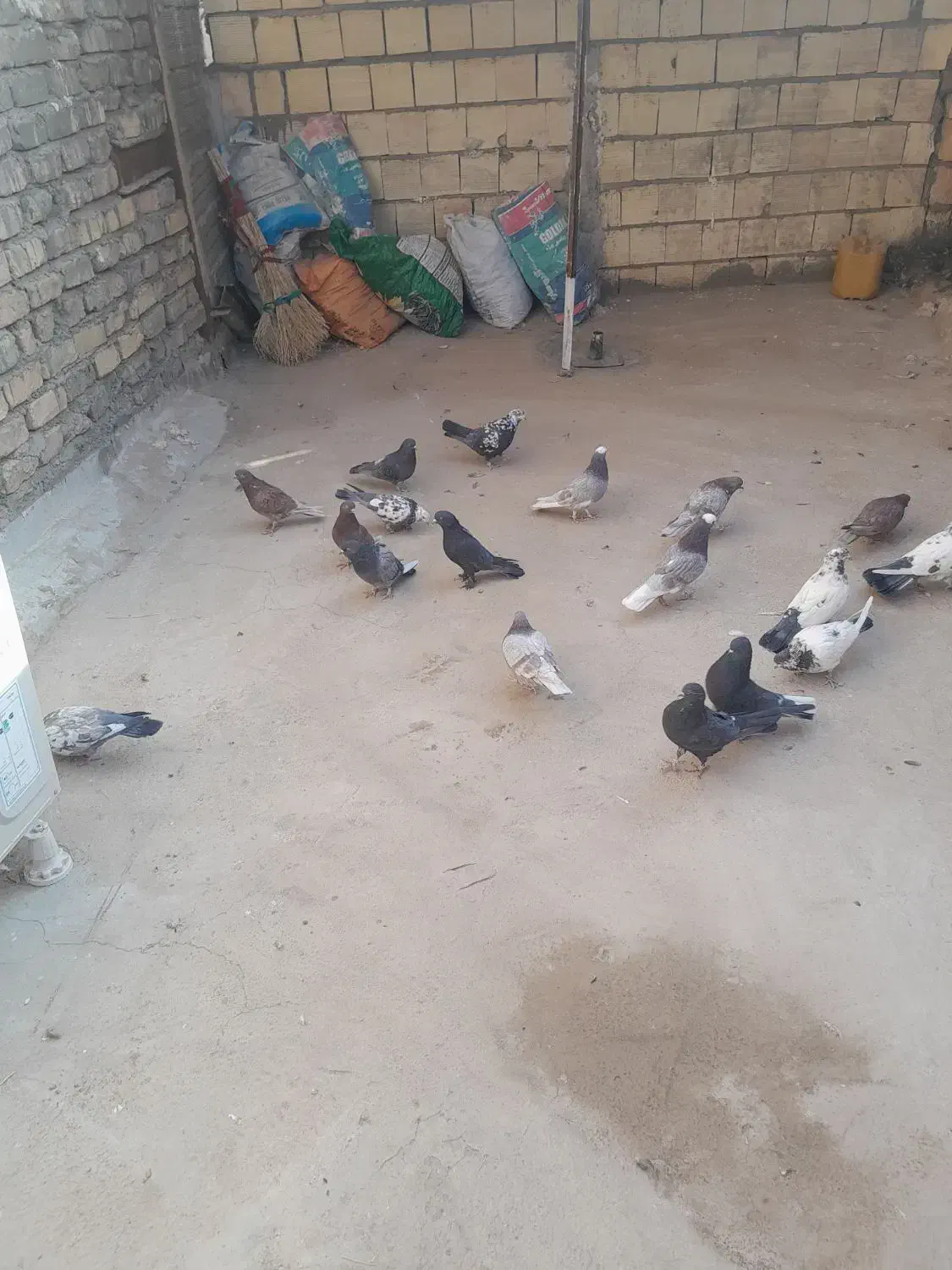 تعداد9جفت کفترپرشی|پرنده|قنوات, |دیوار