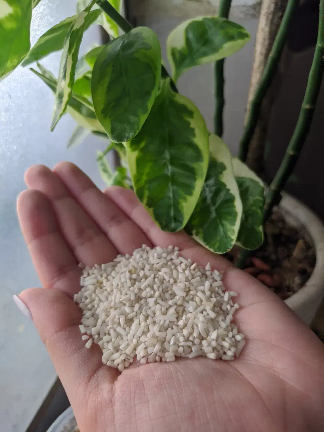 برنج هاشمی خالص|خوردنی و آشامیدنی|رشت, جماران|دیوار