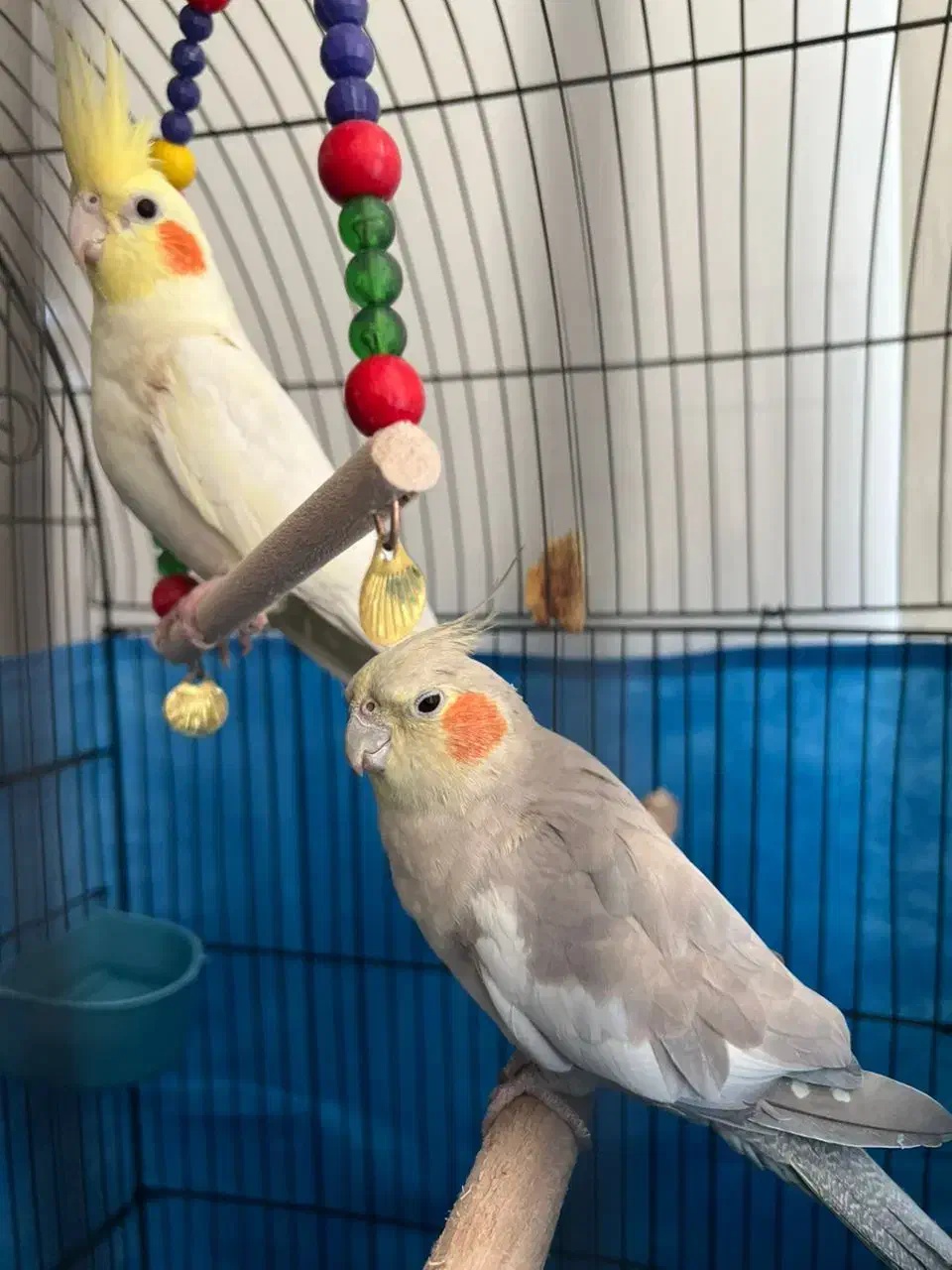 عروس هلندی|پرنده|ری, جوانمرد قصاب|دیوار