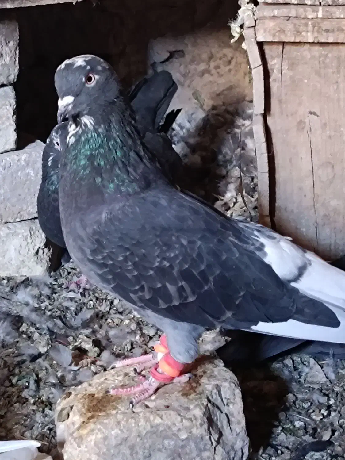 جفت قارایی دم سفید|پرنده|شهرکرد, |دیوار