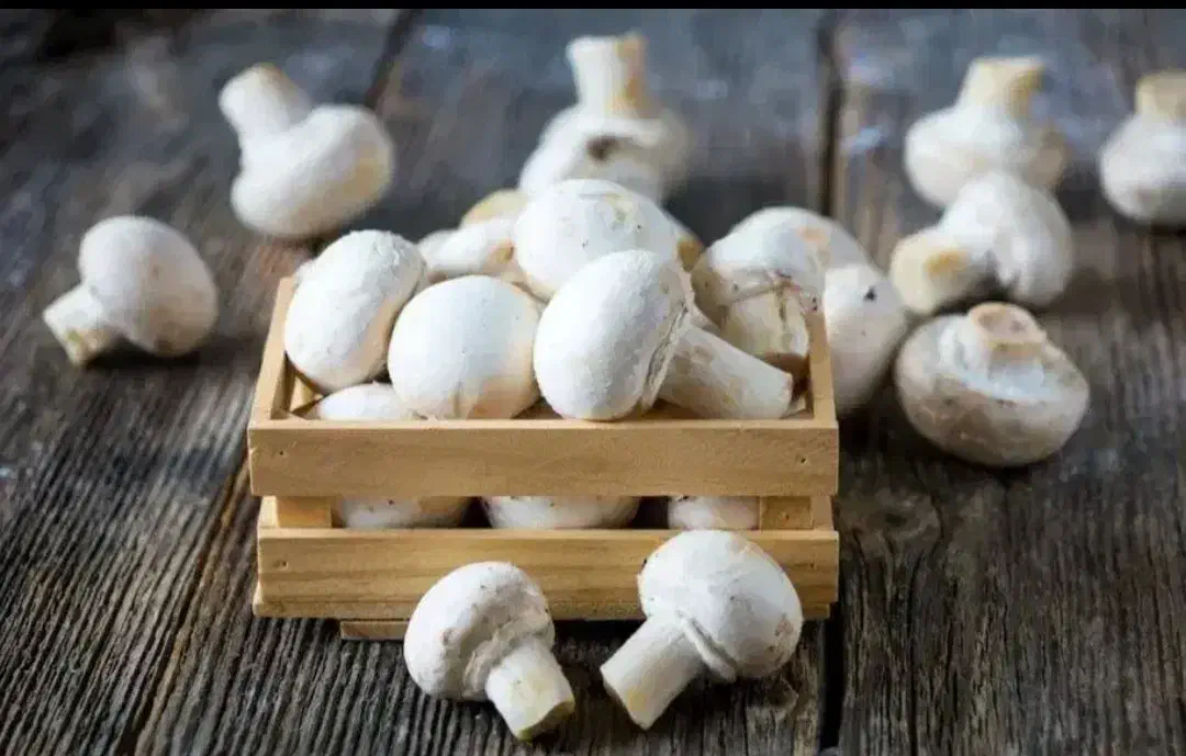 فروش قارچ ارگانیک|خوردنی و آشامیدنی|رودبار (کرمان), |دیوار