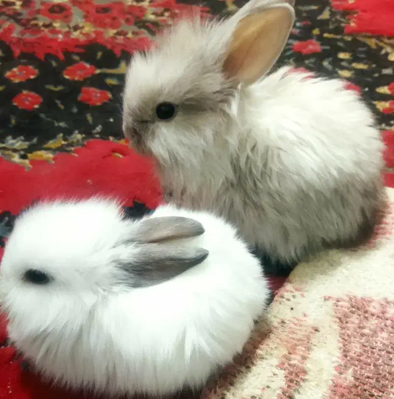 خرگوش لوپ|موش و خرگوش|سبزوار, چهارراه فرودگاه|دیوار