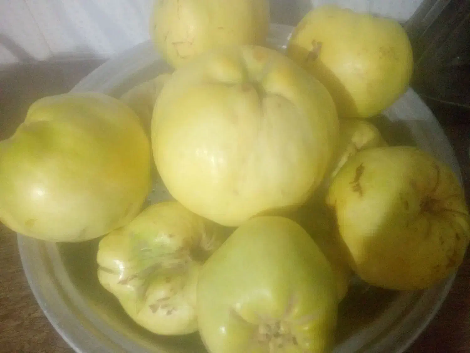 به فروشی|خوردنی و آشامیدنی|فردوس (خراسان), |دیوار