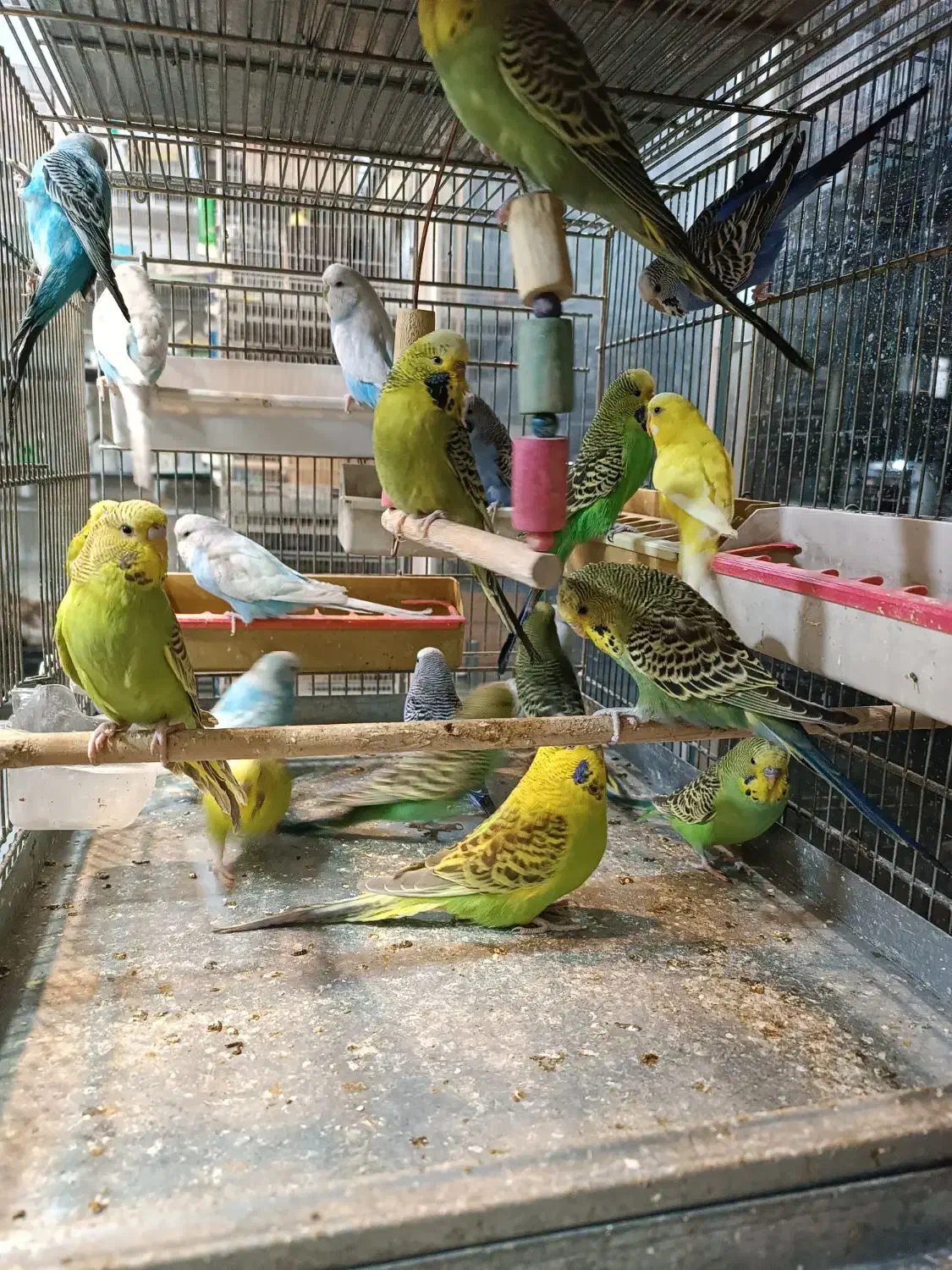 مرغ عشق انگلیسی|پرنده|اسلام‌شهر, مطهری|دیوار