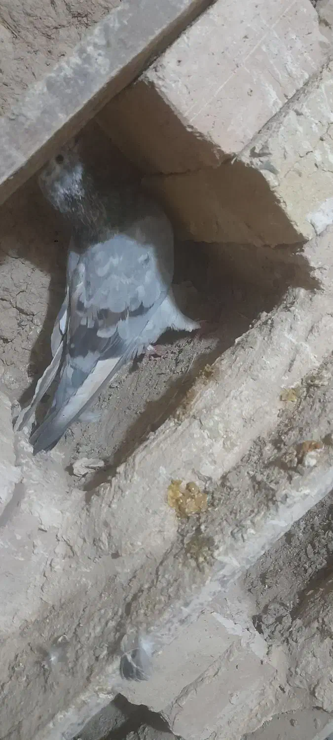 کبوتر|پرنده|سلطانیه, |دیوار