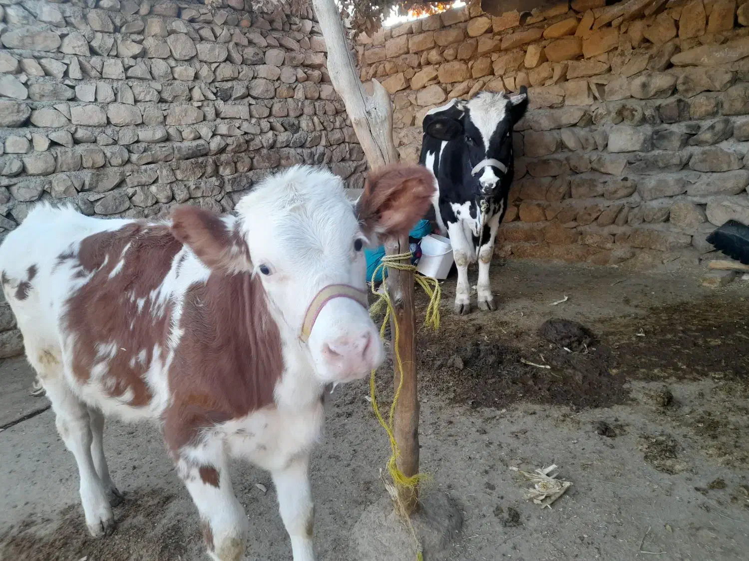 فروش گاو و گوساله|حیوانات مزرعه|کوهدشت, |دیوار