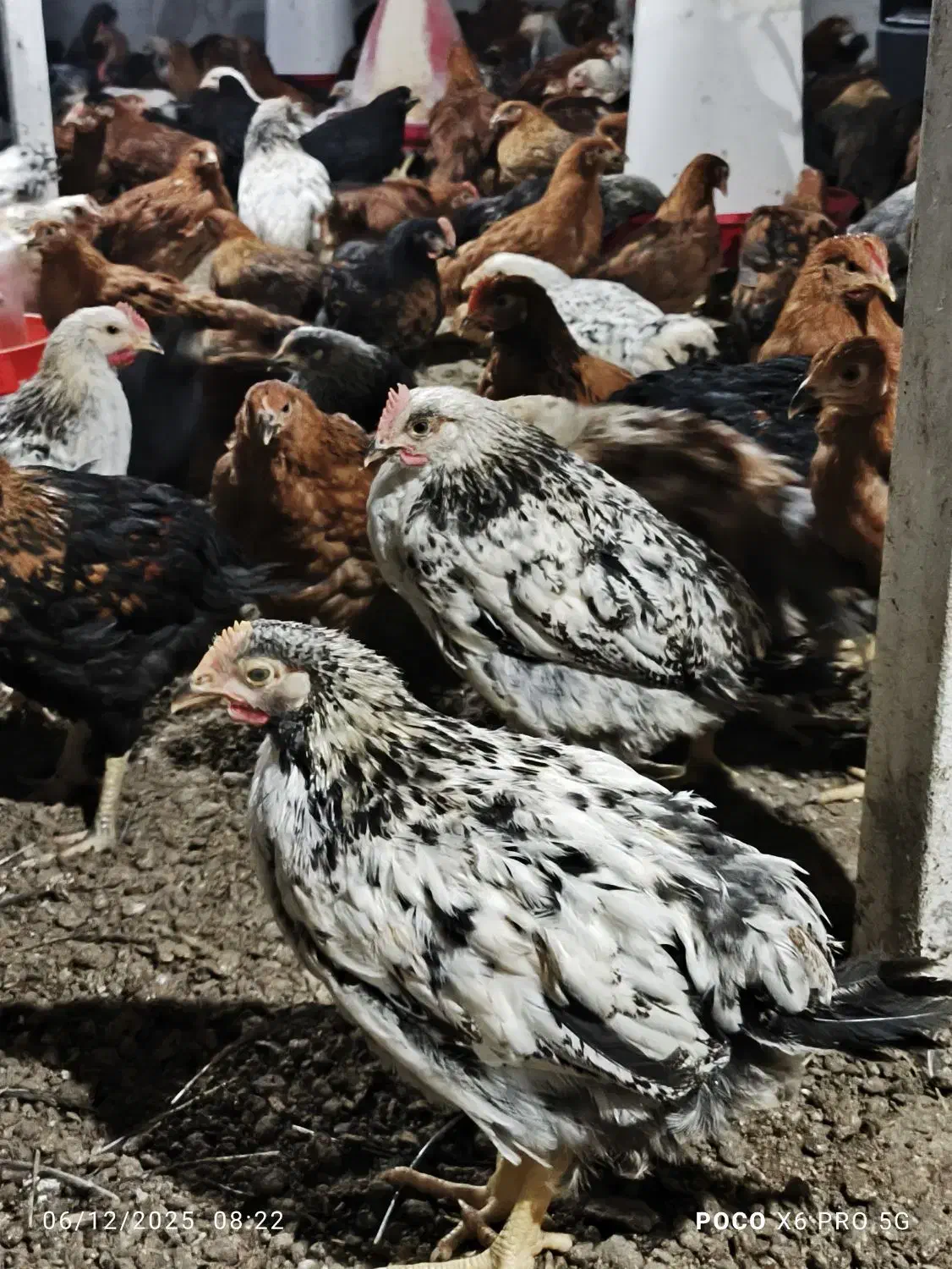 نیمچه مرغ و خروس|حیوانات مزرعه|اطاقور, |دیوار