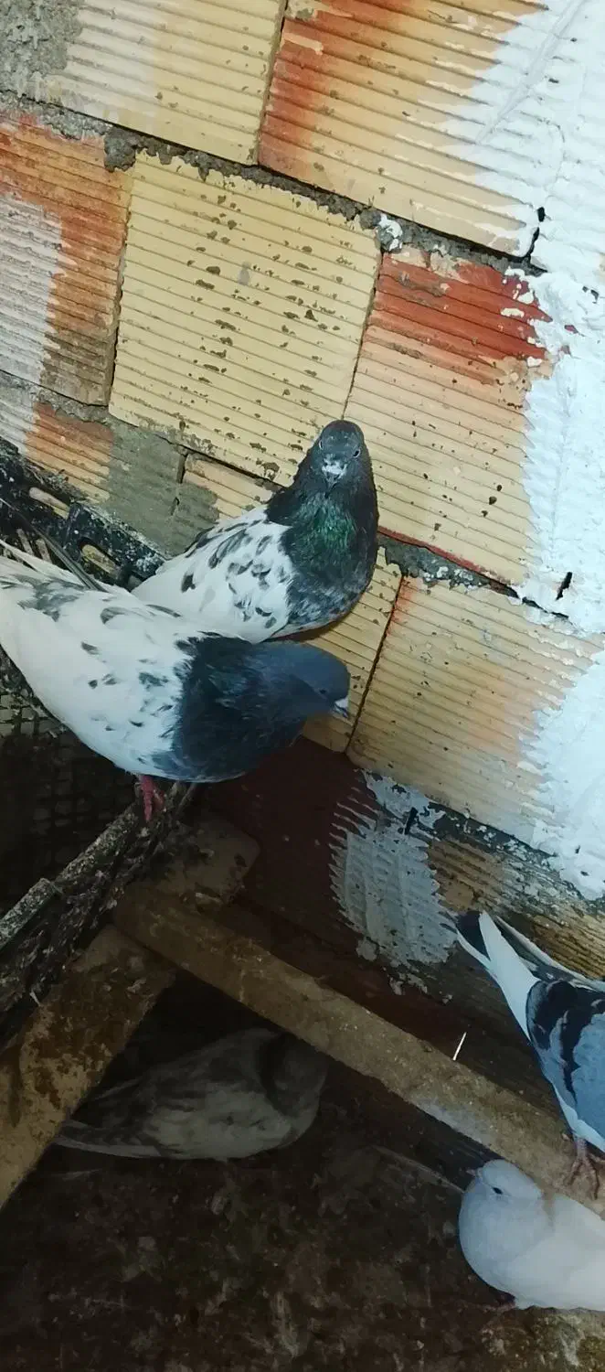 فروش یه جفت کبوترکله شین|پرنده|سردشت, |دیوار