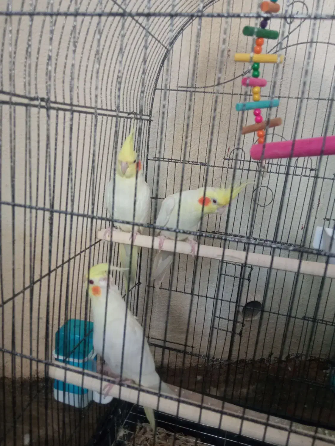 عروس هلندی مولد|پرنده|سرپل ذهاب, |دیوار