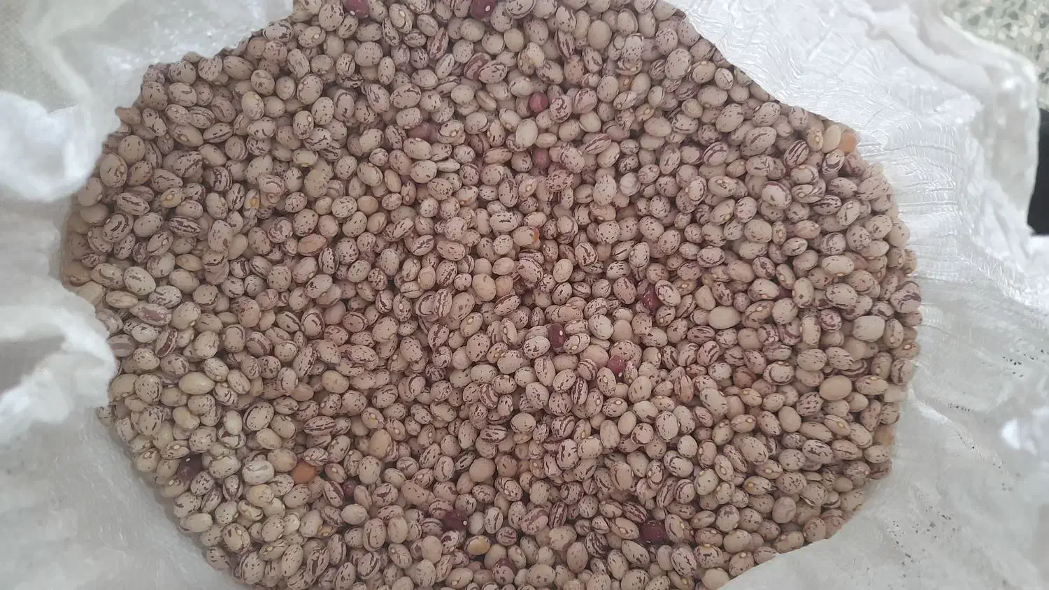 لوبیا چیتی|خوردنی و آشامیدنی|مرودشت, فرهنگ|دیوار