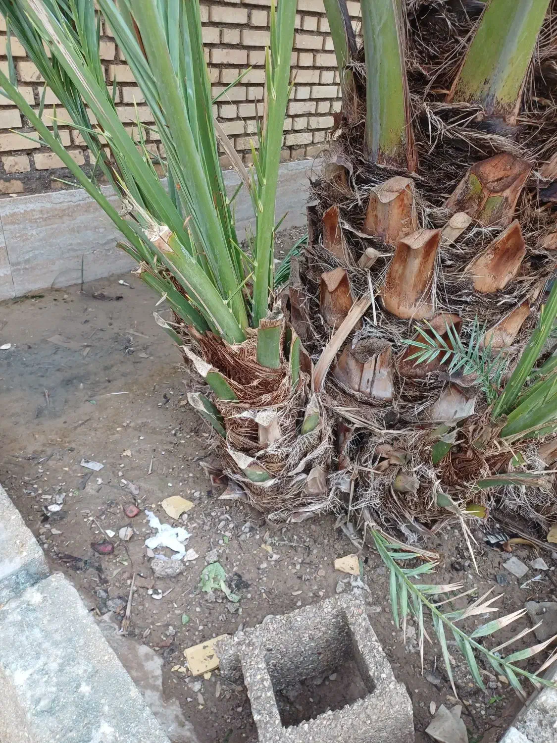 نخل برحی|گل و گیاه طبیعی|آبادان, |دیوار